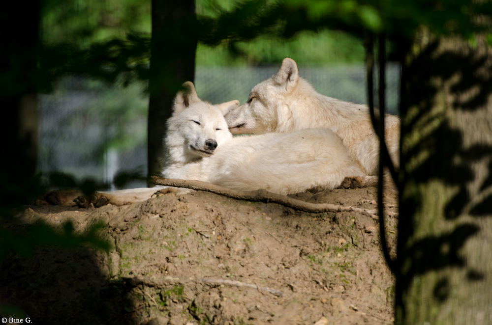 Springe1303BineG_PolarAll-23