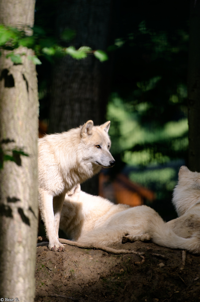 Springe1303BineG_PolarAll-28