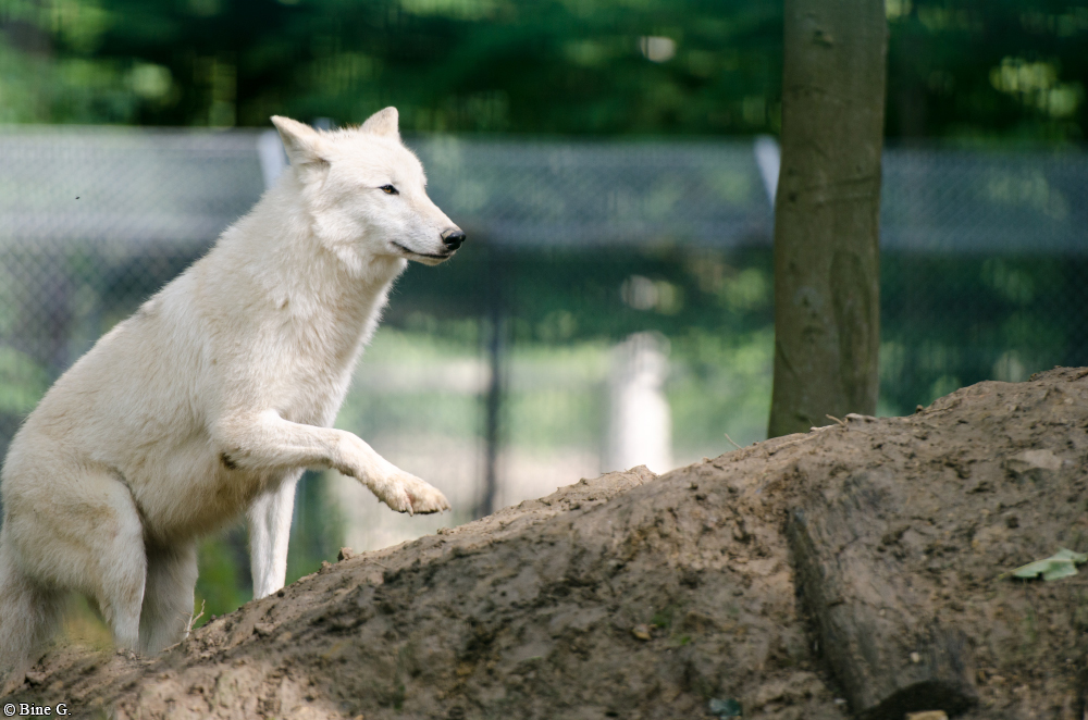 Springe1303BineG_PolarAll-29