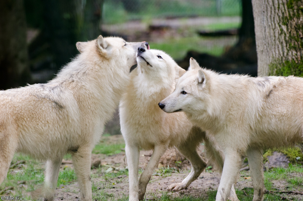 Springe1303BineG_PolarAll-35