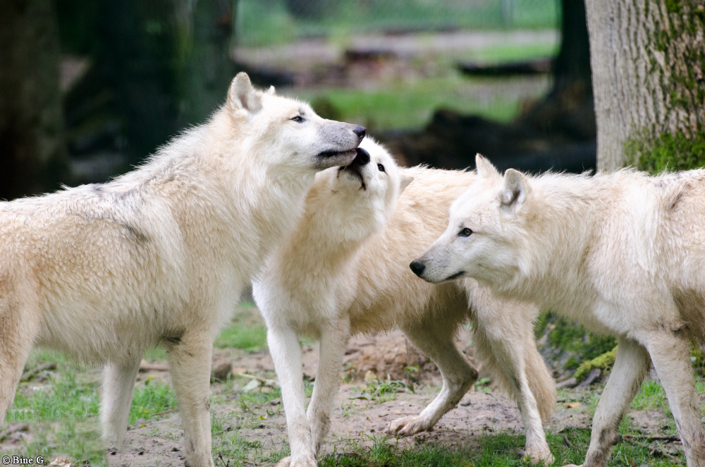 Springe1303BineG_PolarAll-36