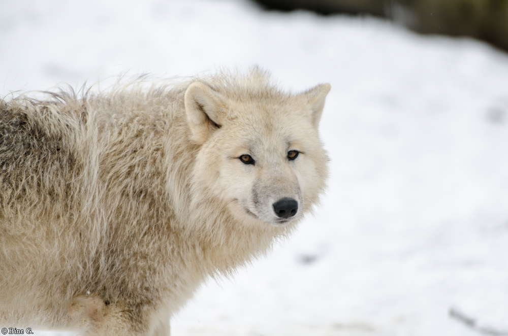 Springe1303BineG_Tadewi-12