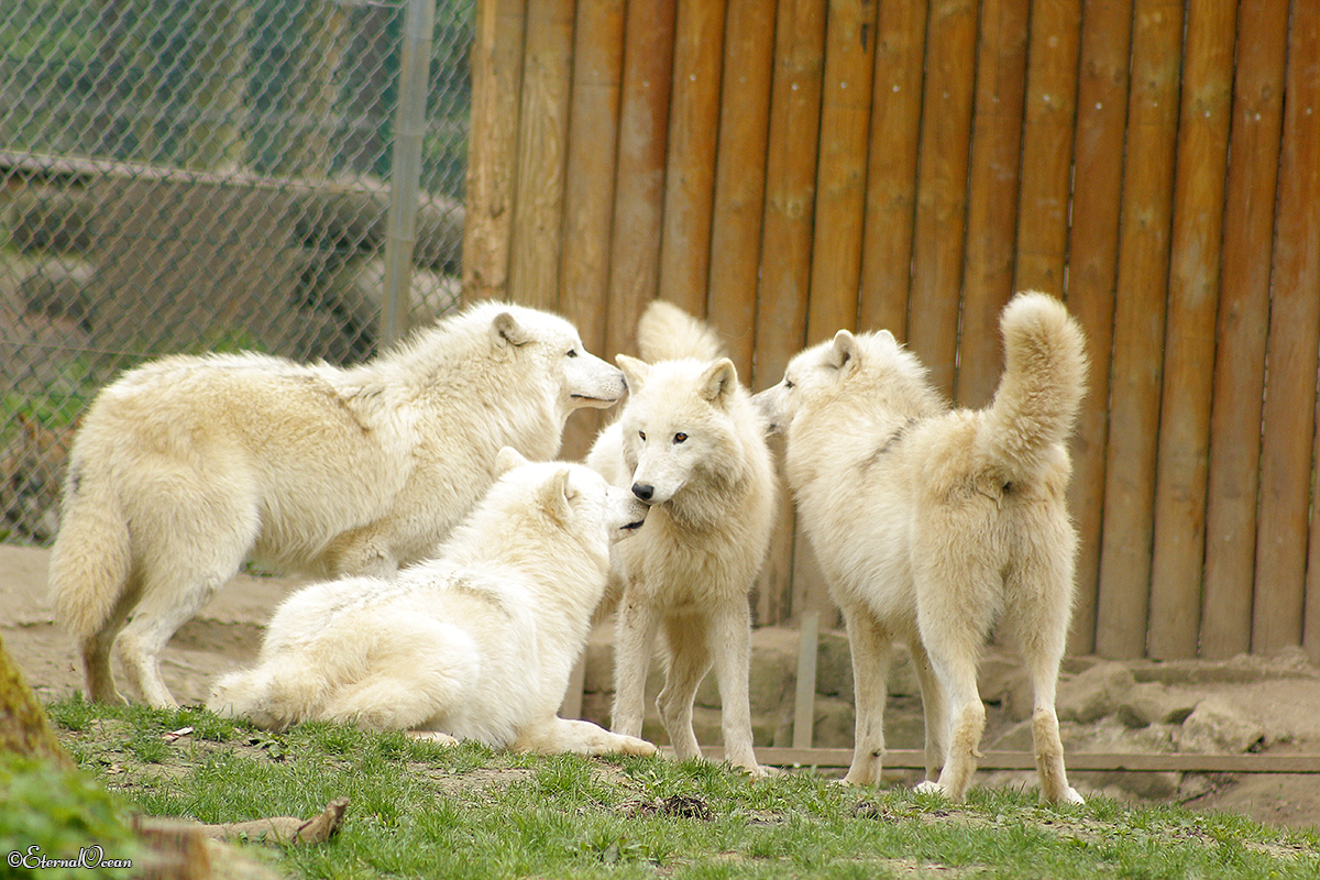 Springe1402Jessi_All-01