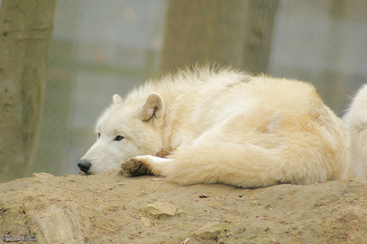 Springe1402Jessi_White-01