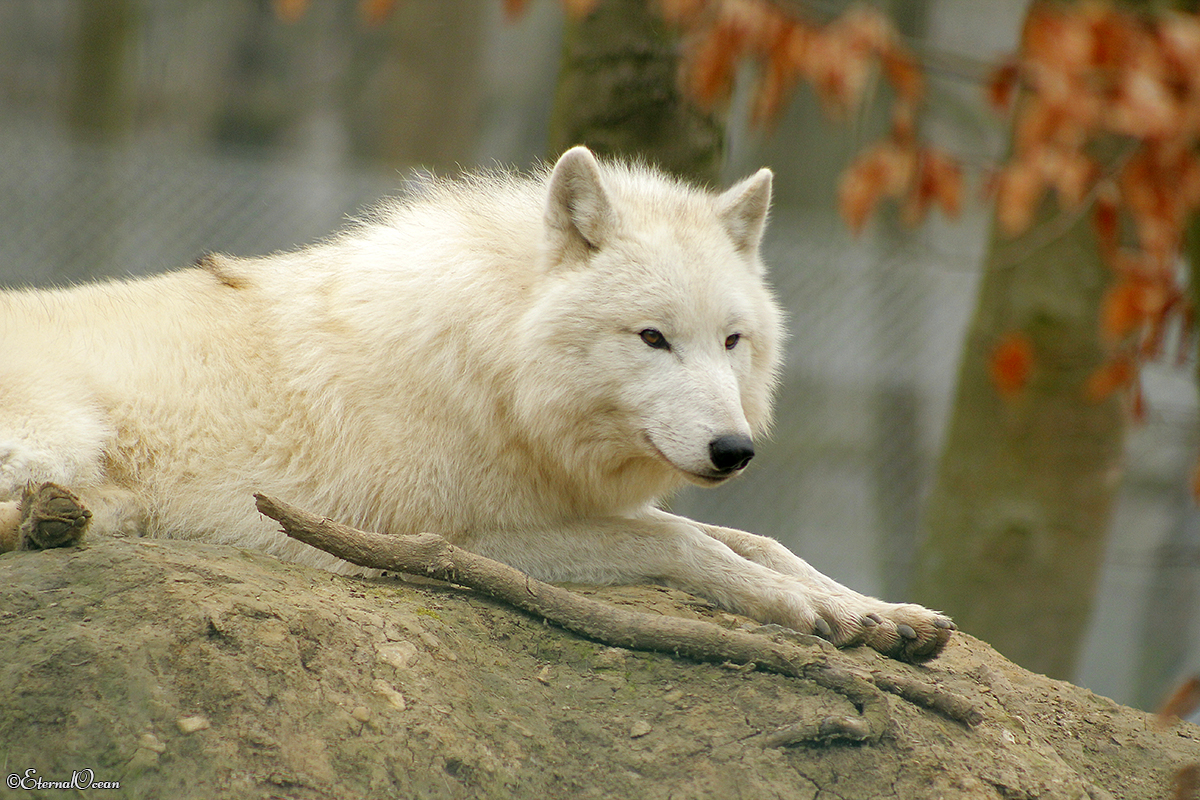 Springe1402Jessi_White-04