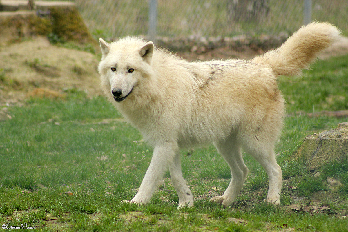 Springe1402Jessi_White-05