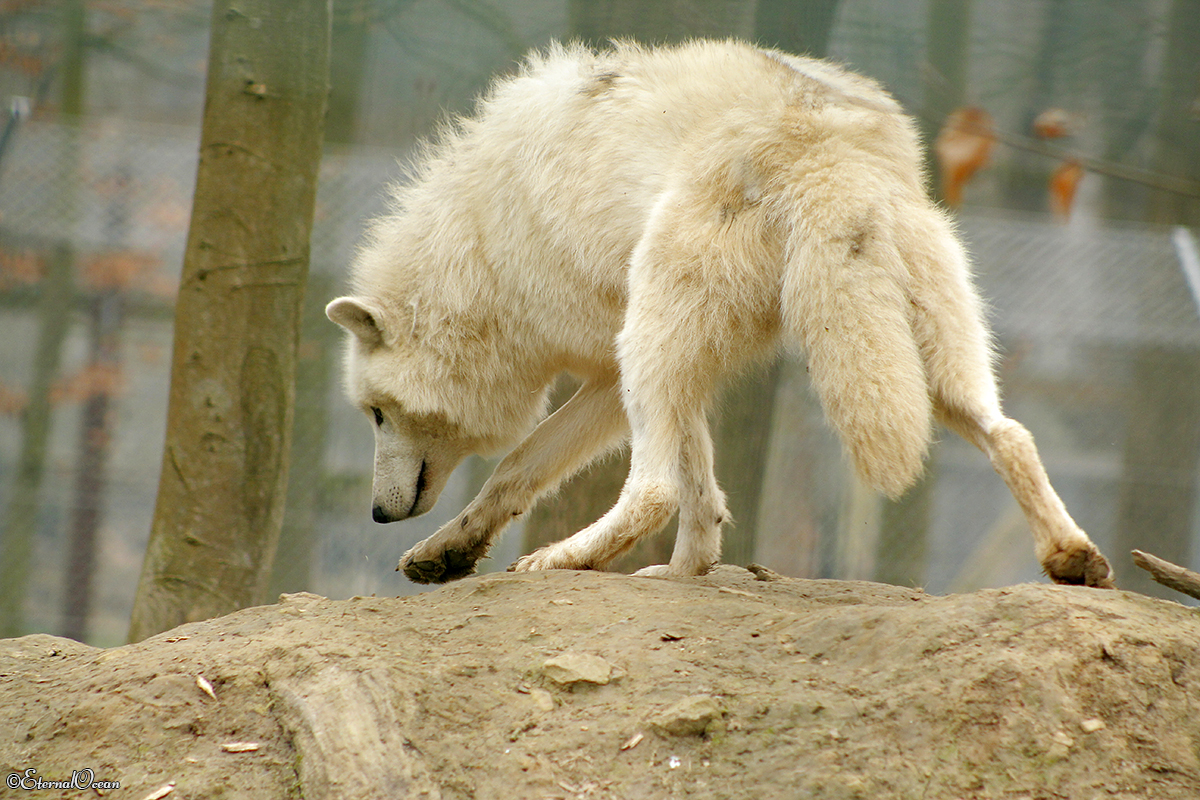 Springe1402Jessi_White-08