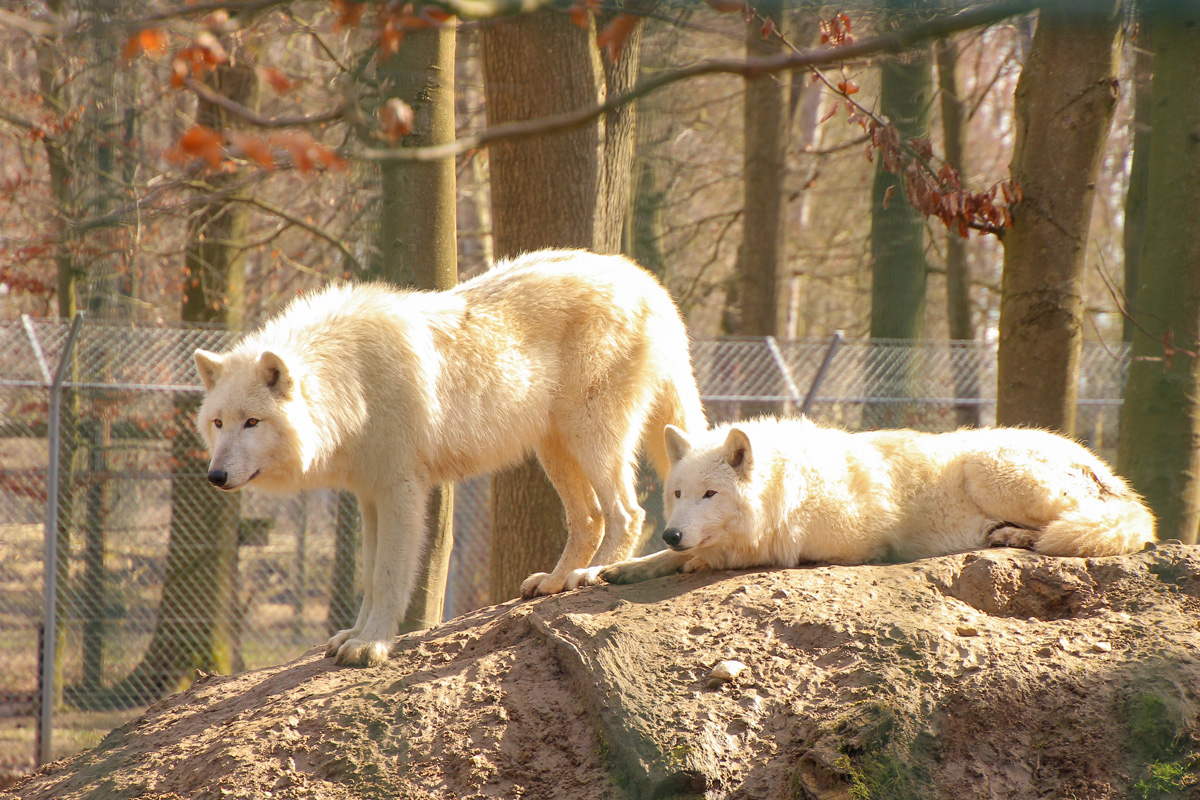 Springe1503LinaT_pup-03