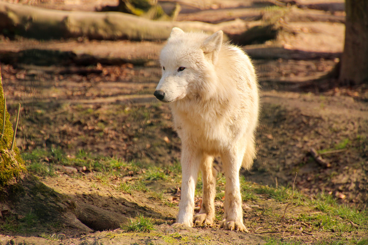 Springe1503LinaT_pup-14
