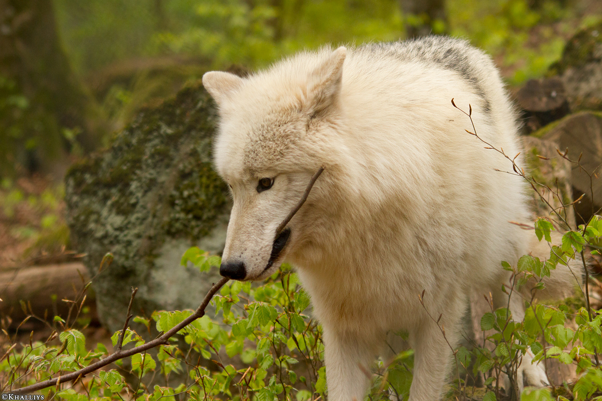 Kasselburg1404Kati_Lars-13