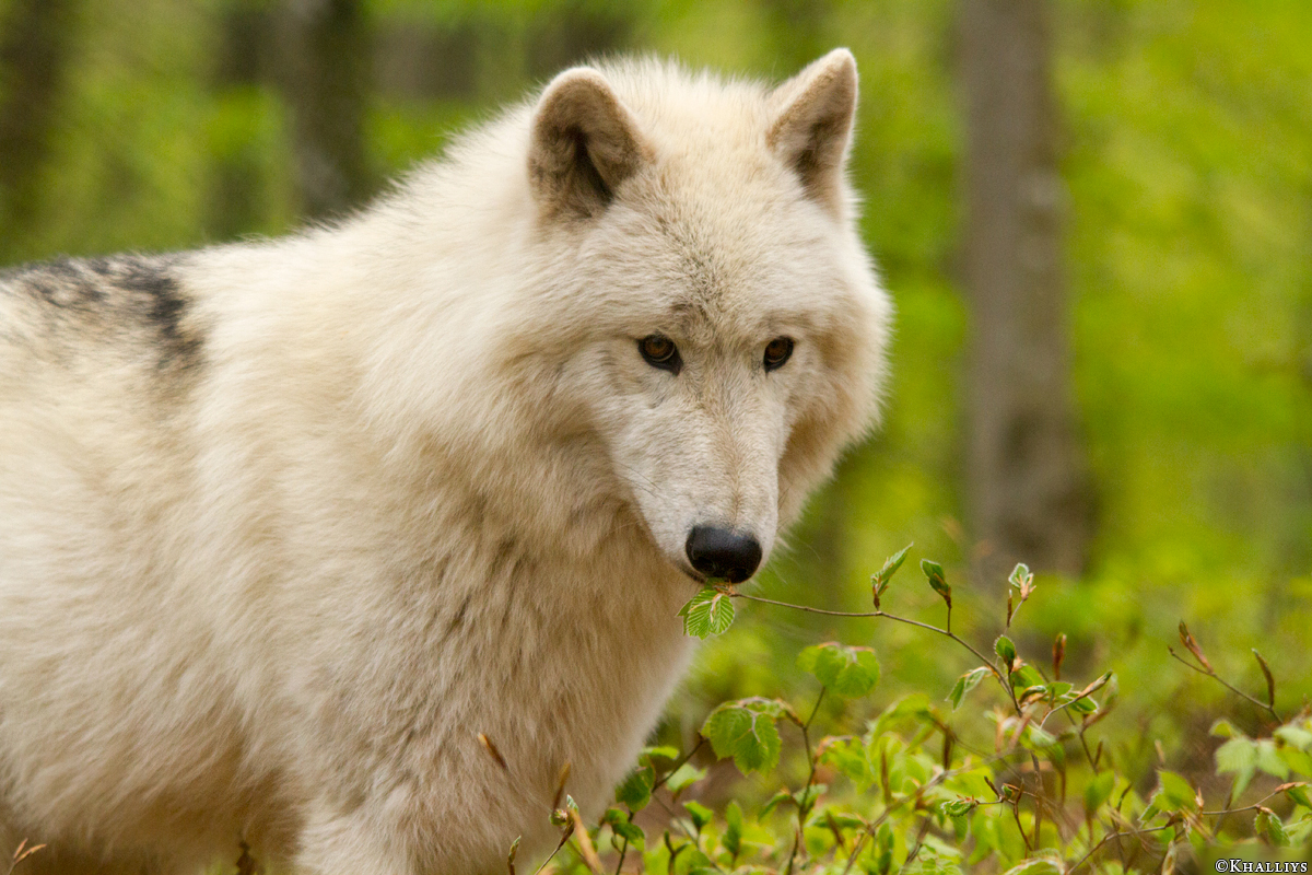 Kasselburg1404Kati_Lars-14