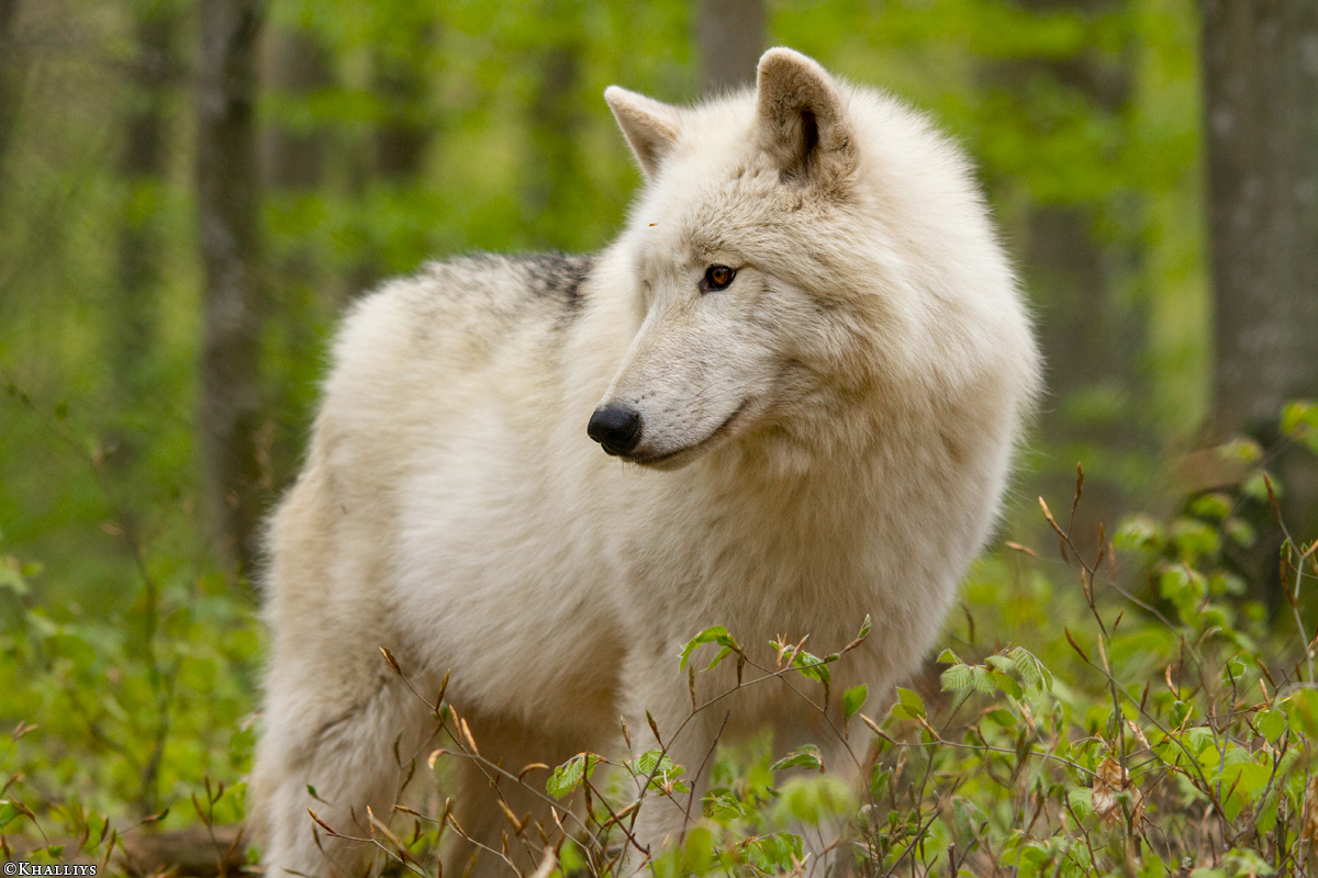 Kasselburg1404Kati_Lars-16