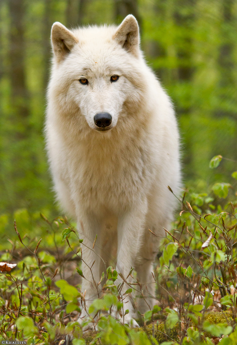 Kasselburg1404Kati_Lars-20