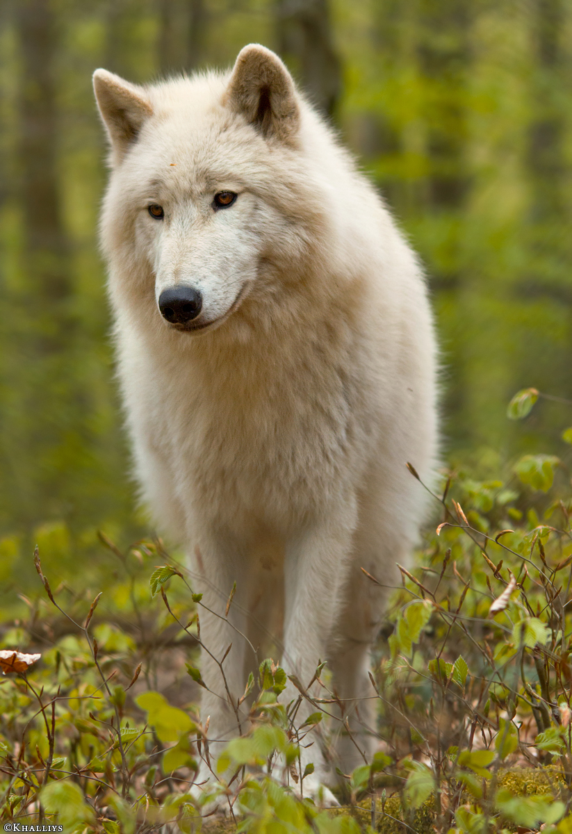 Kasselburg1404Kati_Lars-21