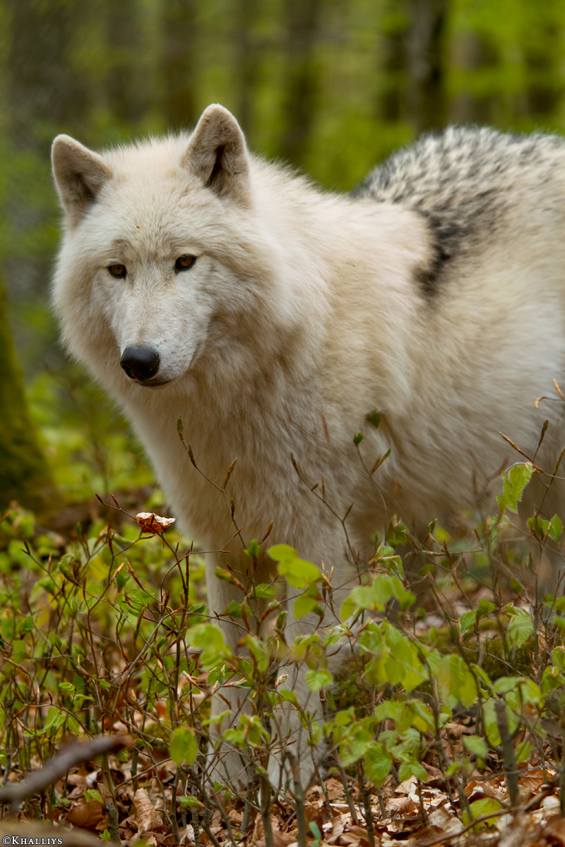 Kasselburg1404Kati_Lars-22