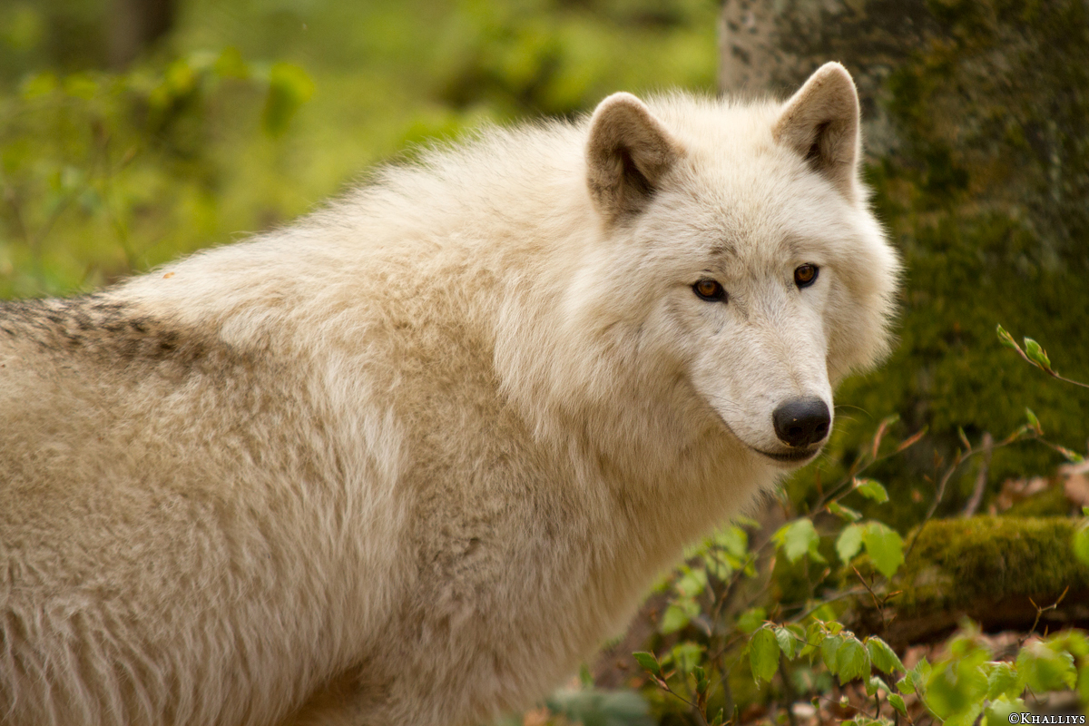 Kasselburg1404Kati_Lars-24