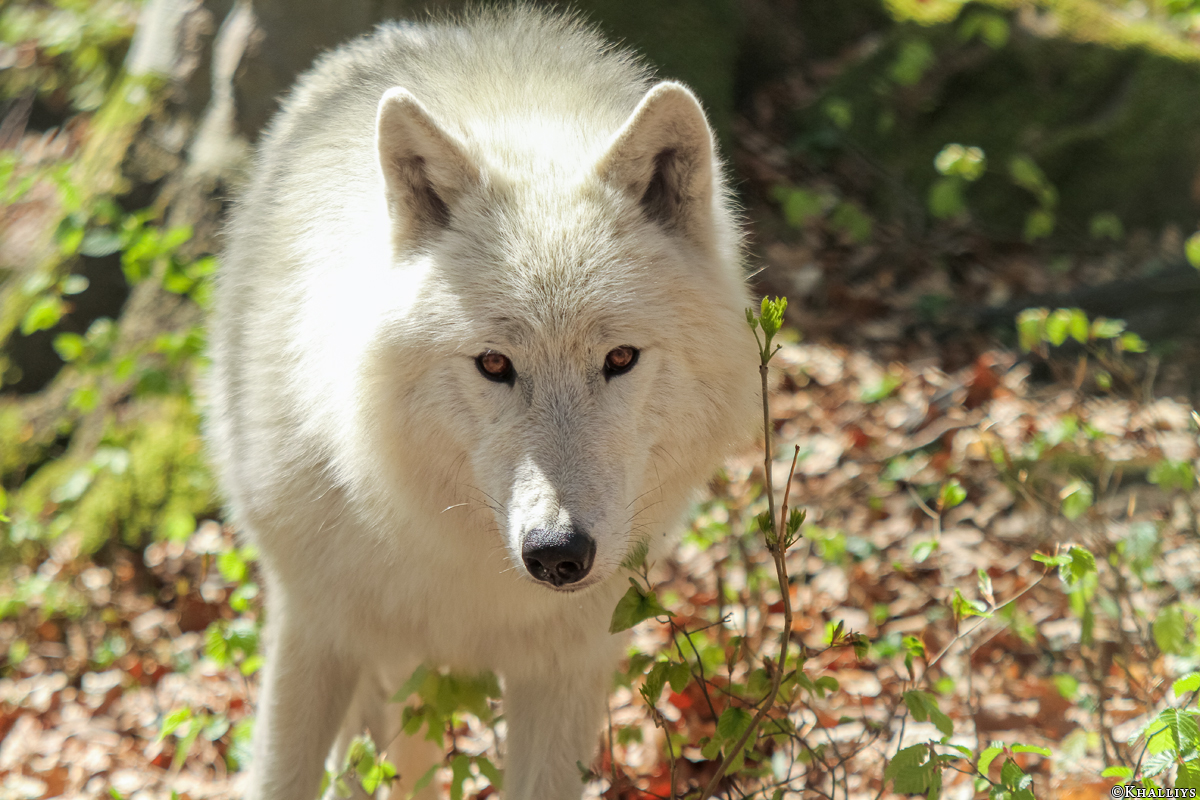 Kasselburg1404Kati_Lars-30