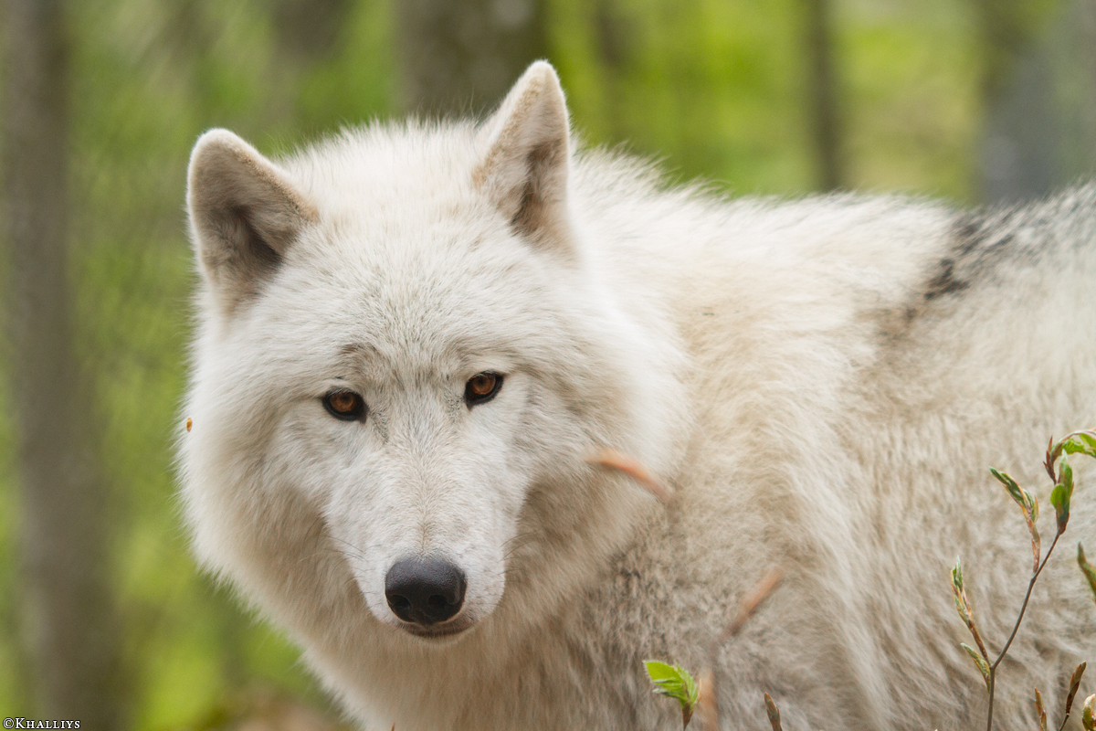 Kasselburg1404Kati_Lars-32