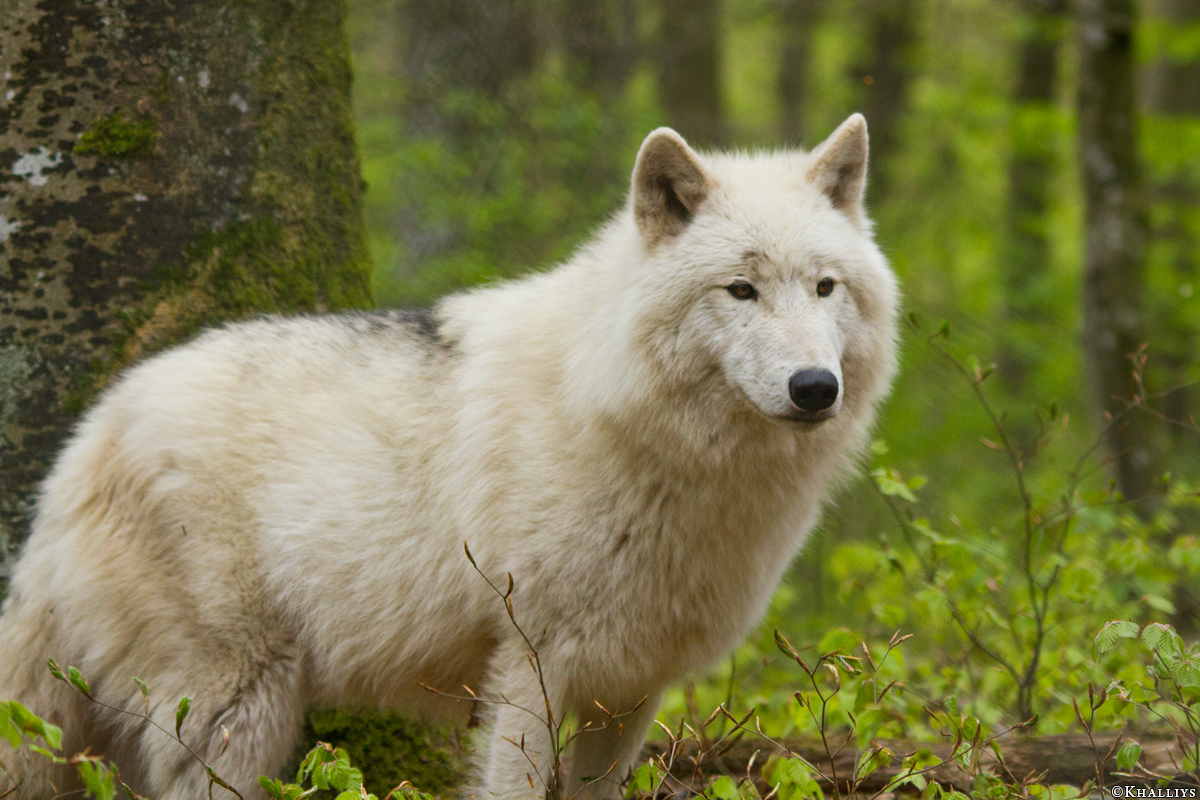 Kasselburg1404Kati_Lars-33