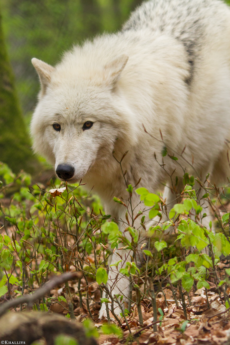 Kasselburg1404Kati_Lars-34