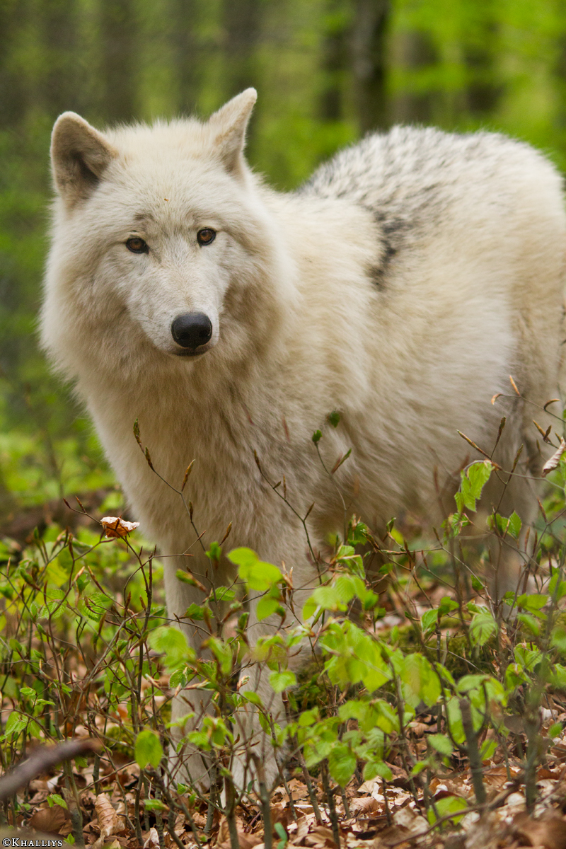 Kasselburg1404Kati_Lars-35