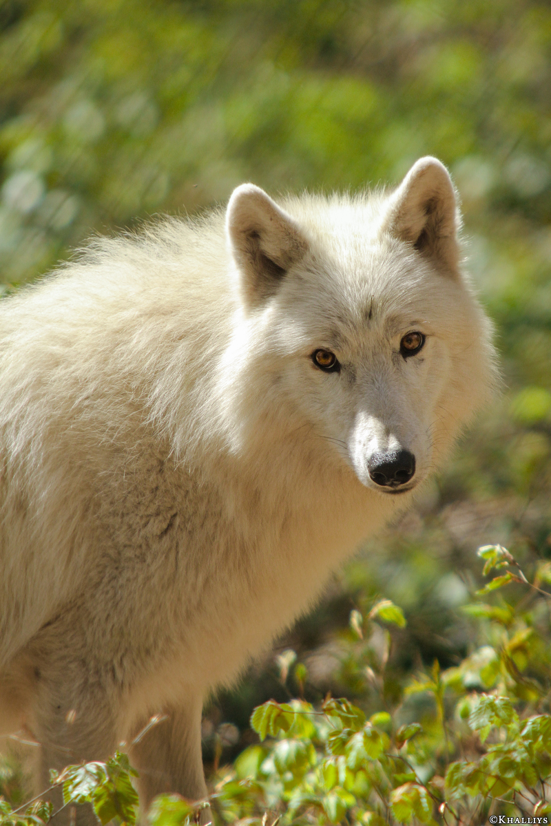 Kasselburg1404Kati_Lotte-01