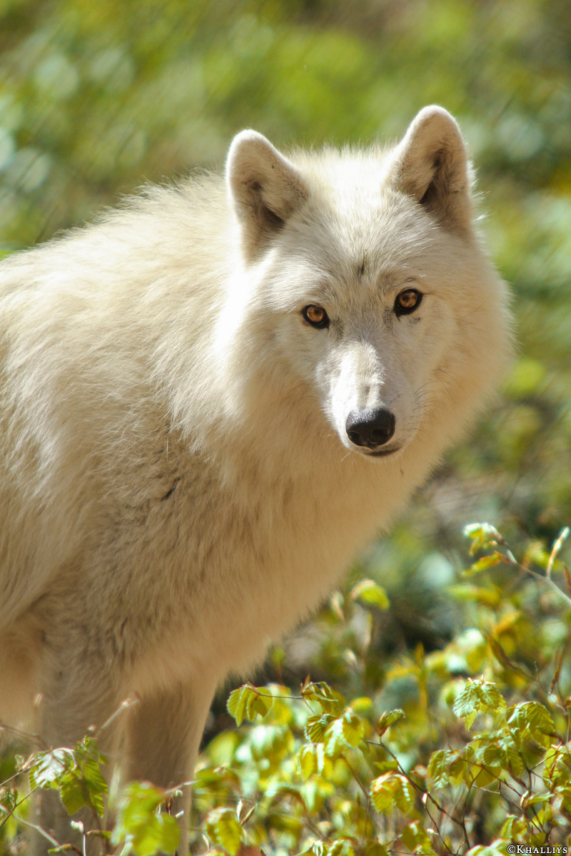 Kasselburg1404Kati_Lotte-02