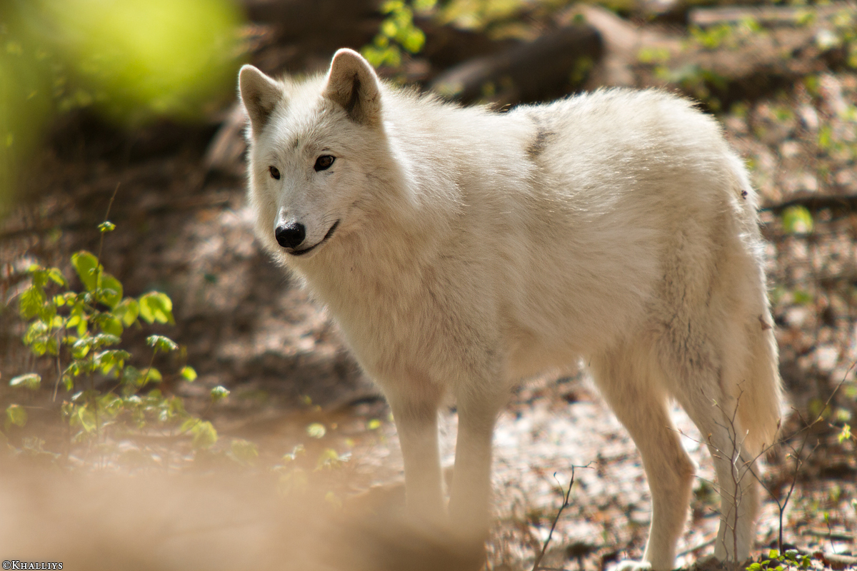 Kasselburg1404Kati_Lotte-04