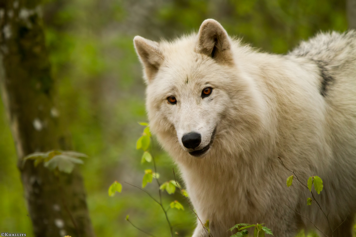 Kasselburg1404Kati_Lotte-07