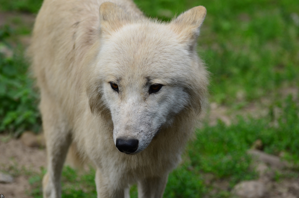 ZooBerlin1107BineG_All-03