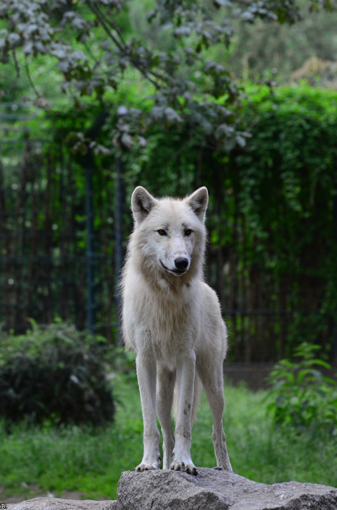 ZooBerlin1107BineG_All-05