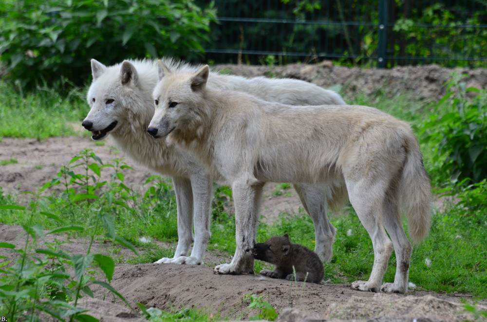 ZooBerlin1107BineG_All-07