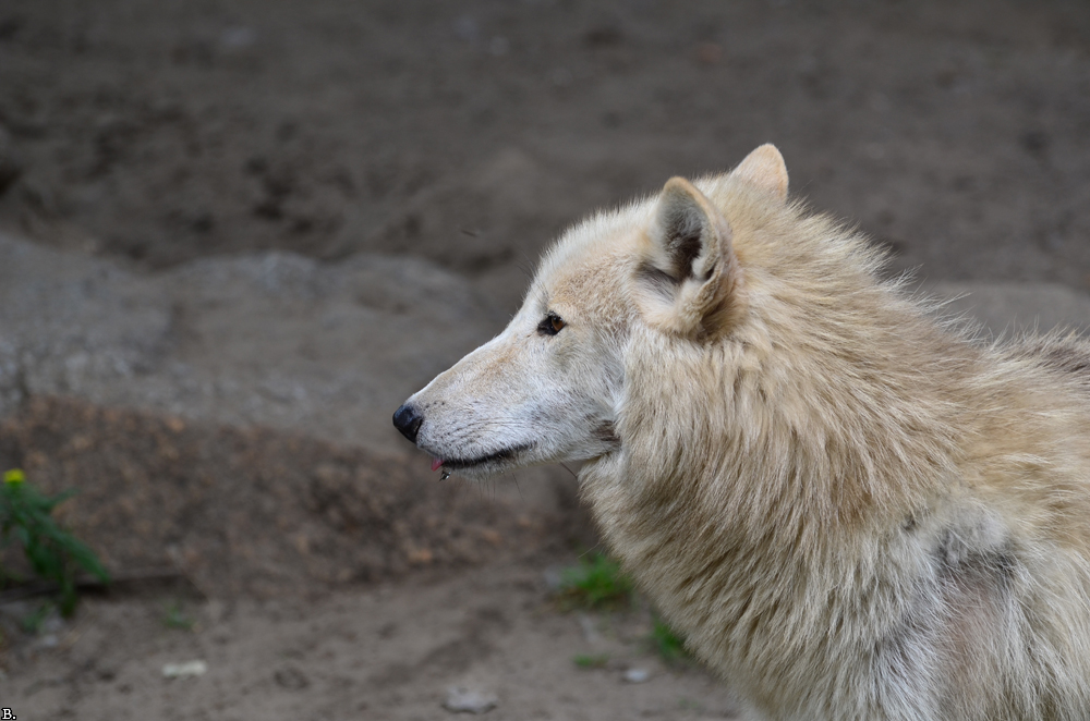 ZooBerlin1107BineG_All-15