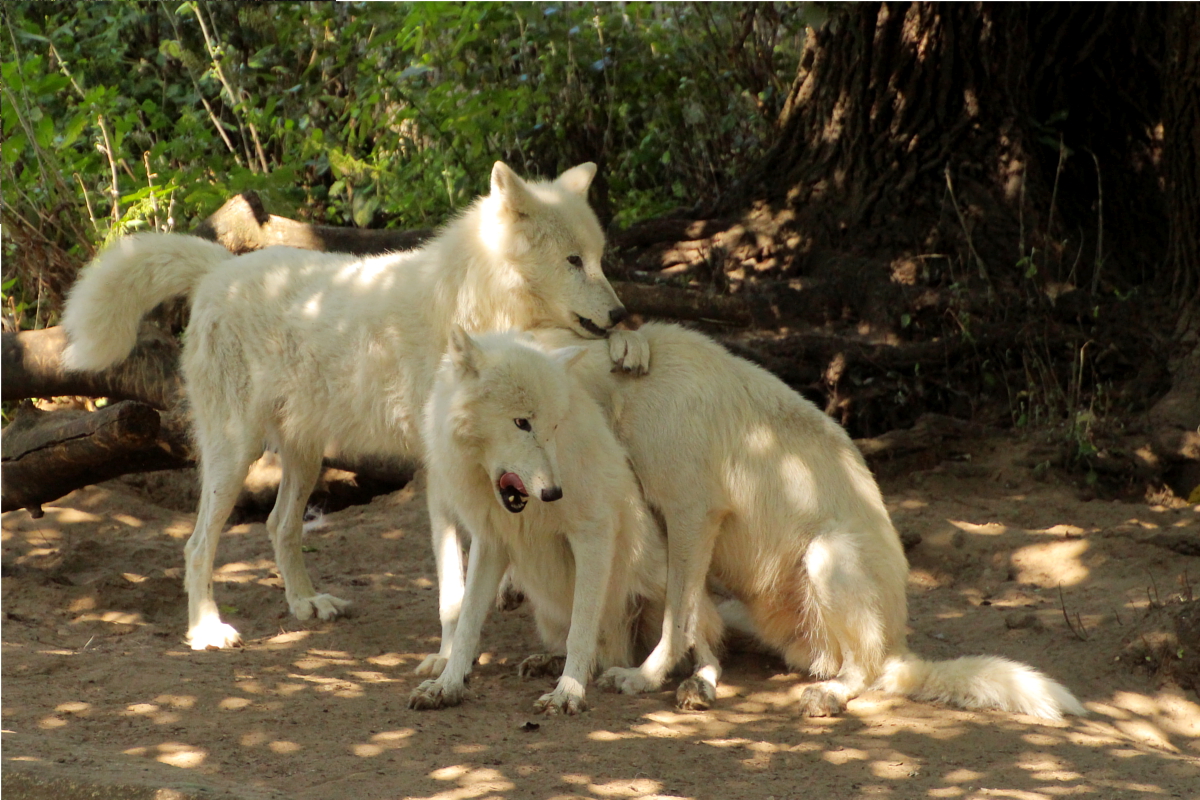 ZooBerlin1408LinaT_all-09