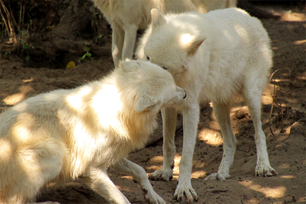 ZooBerlin1408LinaT_all-26