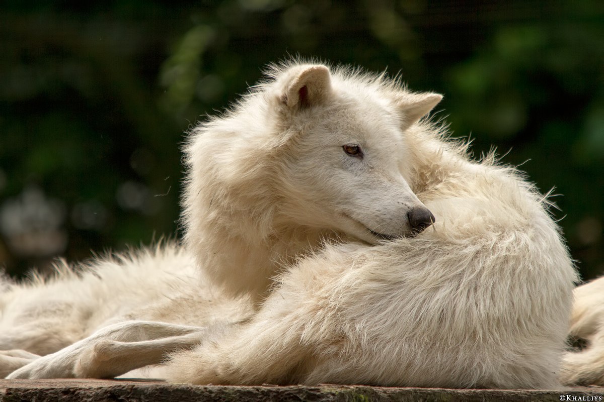 Wolf_Duis1406-Adult-07