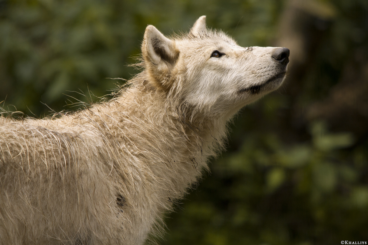 Wolf_Duis1406-Young-01