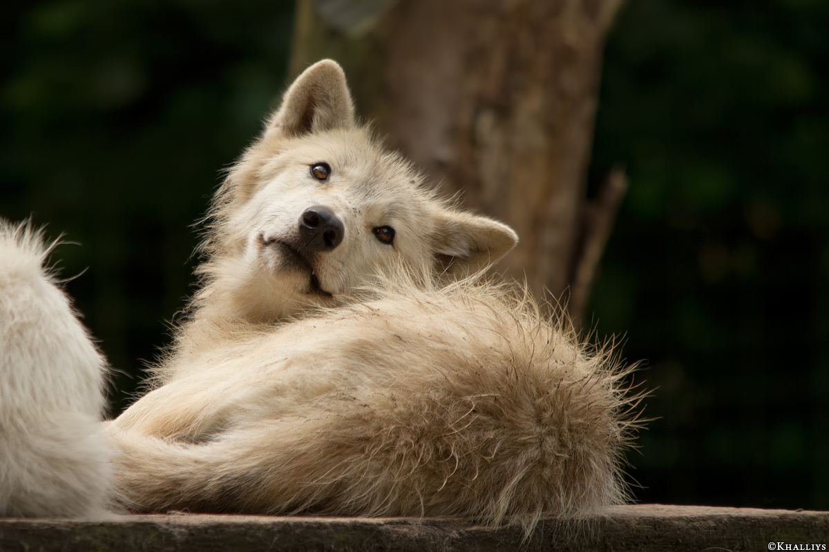 Wolf_Duis1406-Young-09