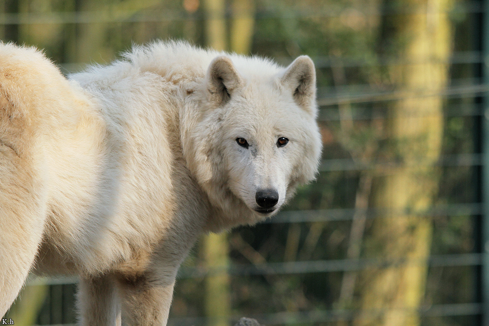 Kati_Wuppertal1203_Dreamer-02
