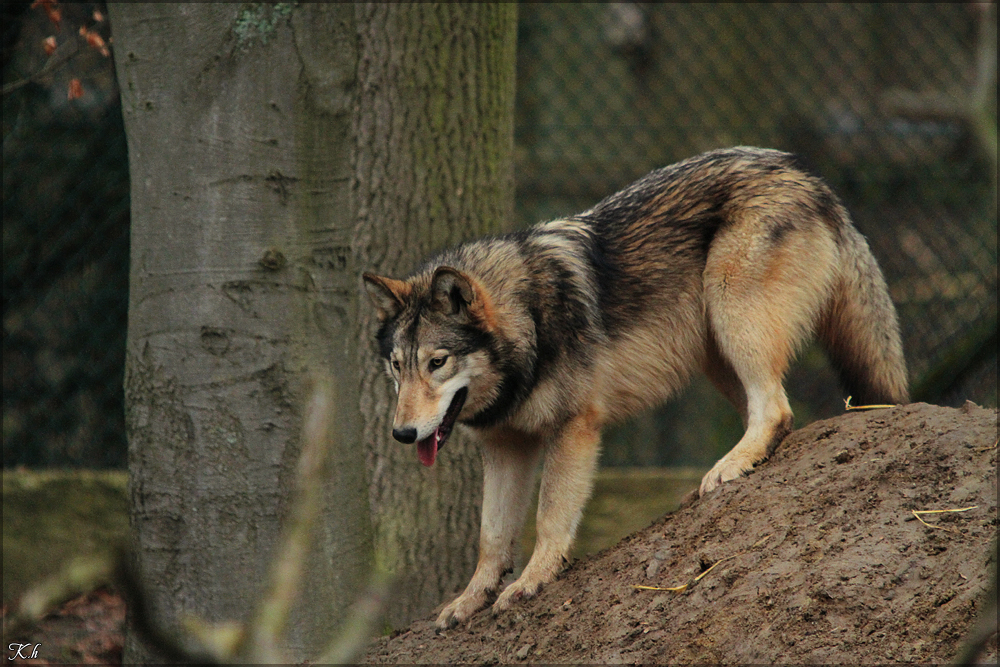 Pup10m11SpringeKati_Akel-02