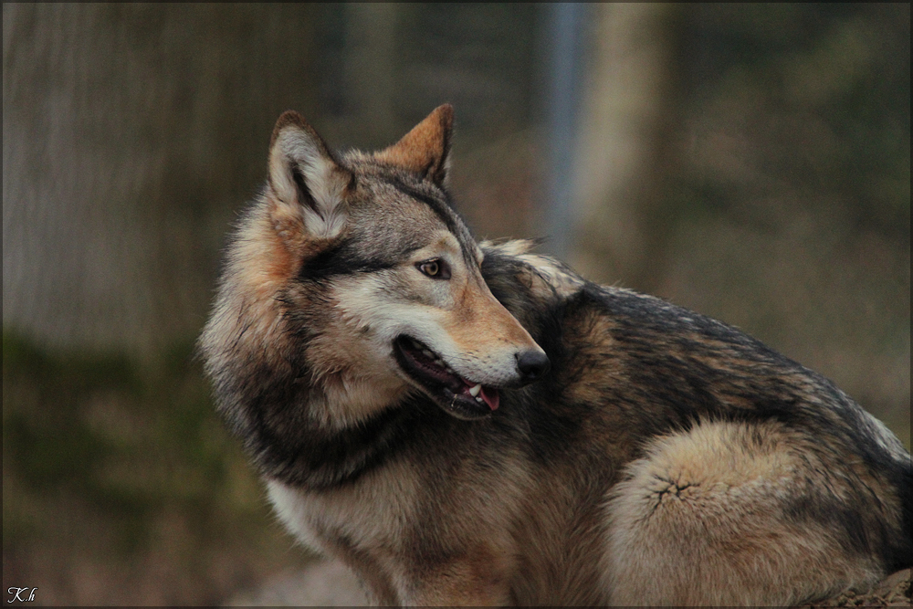 Pup10m11SpringeKati_Akel-05