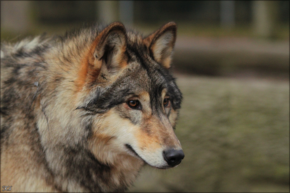 Pup10m11SpringeKati_Tala-09