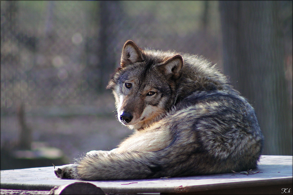 Pup10m11SpringeKati_Yaki-02