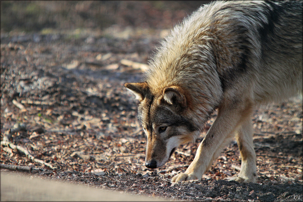 Pup10m11SpringeKati_Yaki-04