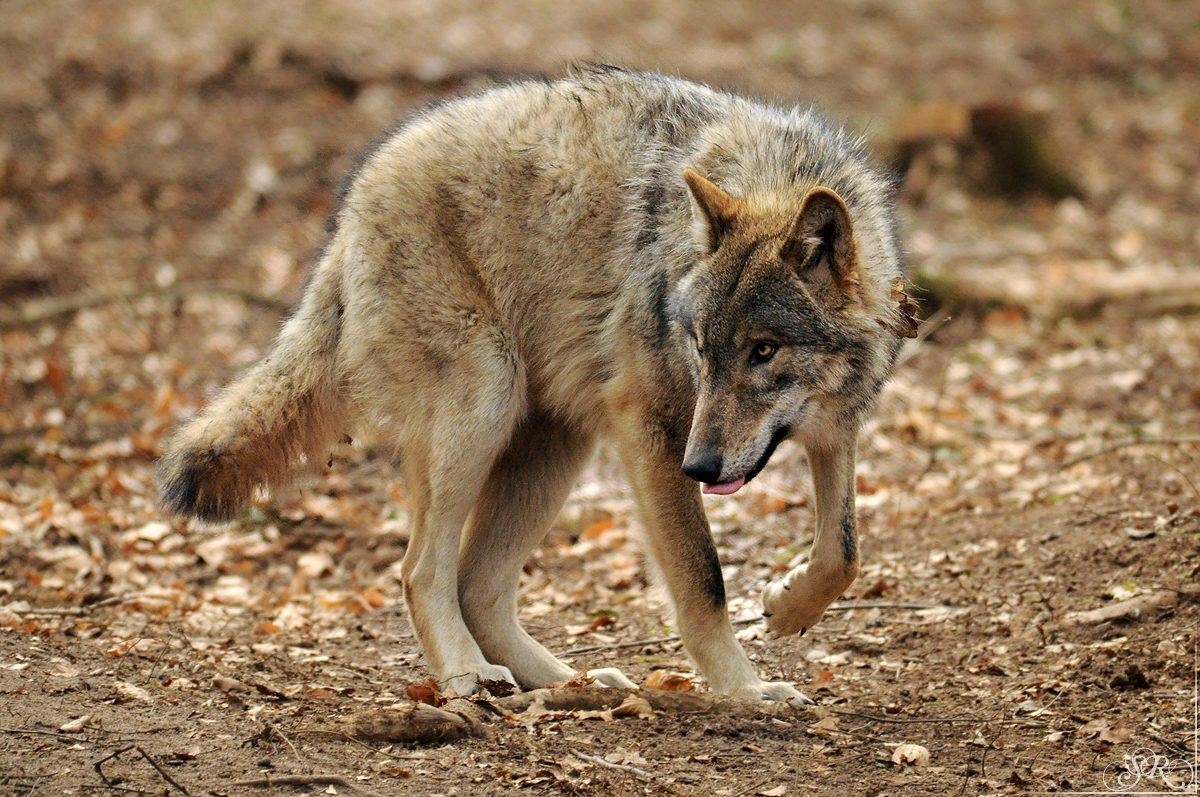 Pup10m13AuheimSas_Hagen-23