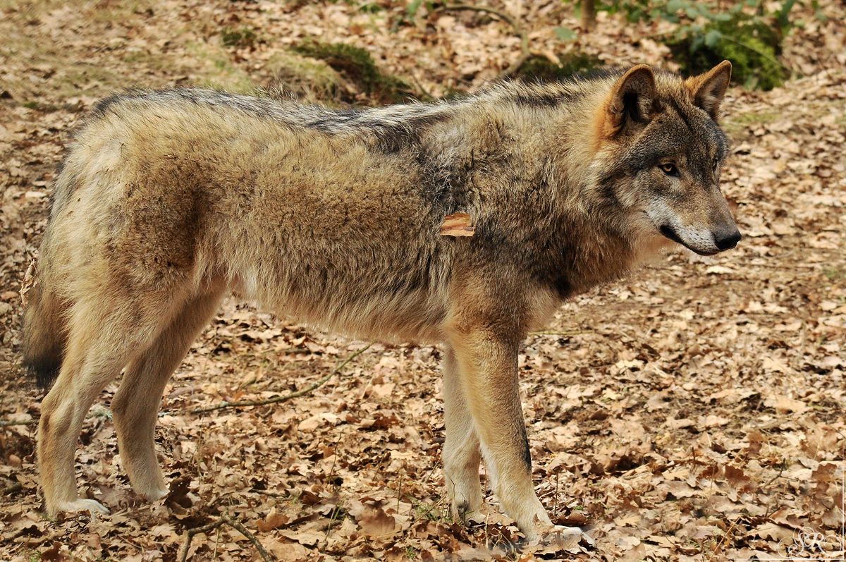 Pup10m13AuheimSas_Hagen-31