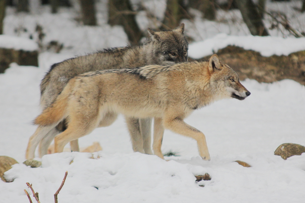 Pup10m13EekholtElli_All-01