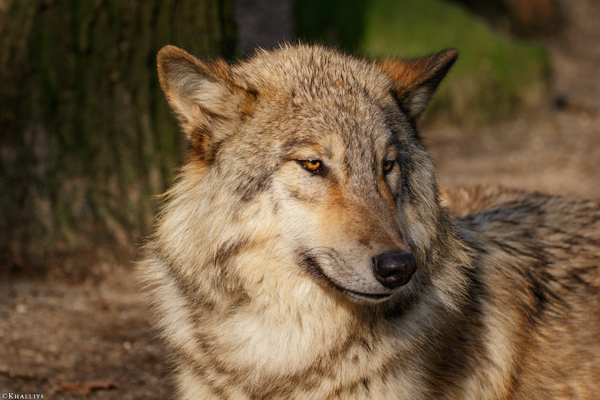 Pup10m16MuensterKati_Boromir-04