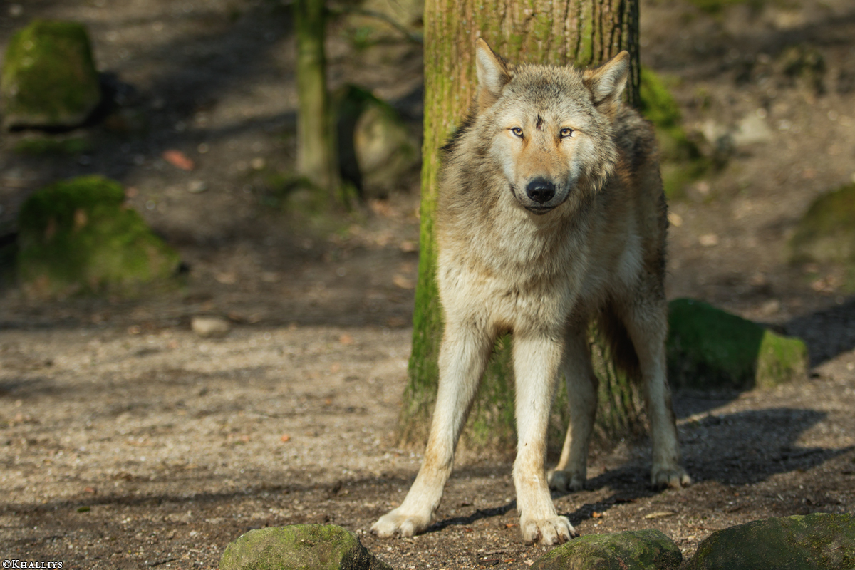 Pup10m16MuensterKati_Gandalf-08