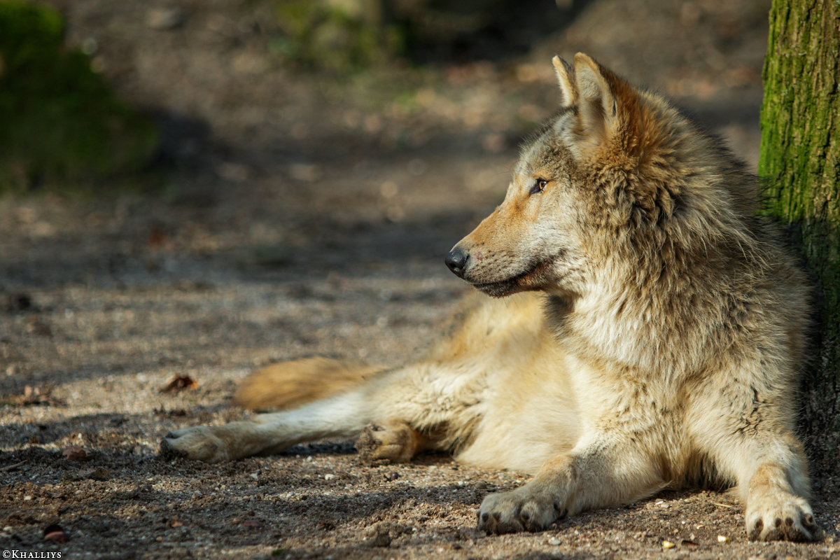 Pup10m16MuensterKati_Gandalf-16
